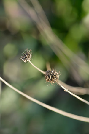 Japanese pincushion seed head - Latin name - Scabiosa japonicaの写真素材