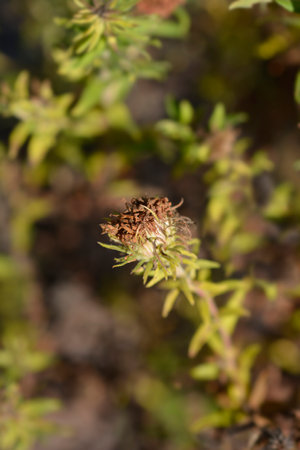 New England aster seed heads - Latin name - Symphyotrichum novae-angliae Andenken an Alma Potschkeの写真素材