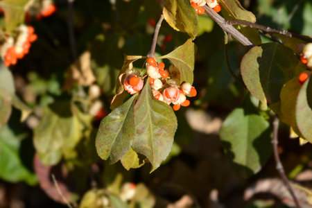 White spindle branch with leaves and seeds - Latin name - Euonymus europaeus f. Albusの写真素材