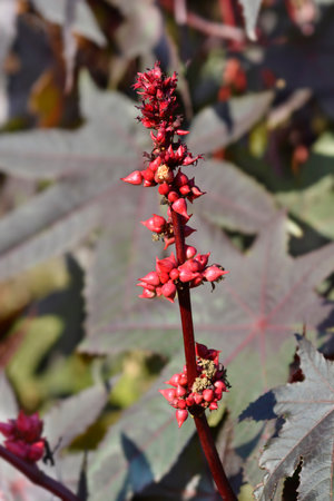 Castor oil plant Carmencita flower buds - Latin name - Ricinus communis Carmencitaの写真素材