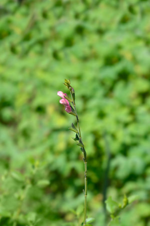Sage pink flowers - Latin name - Salvia greggiiの写真素材