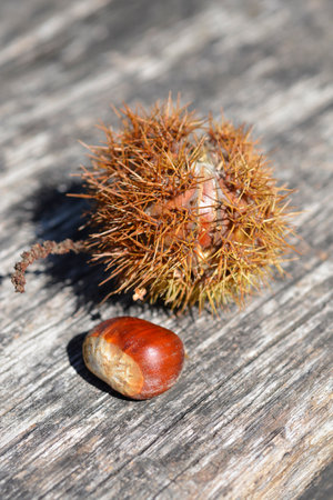 Sweet chestnut fruit on a wooden surface - Latin name - Castanea sativaの写真素材
