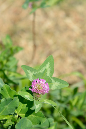 Red clover flower and leaves - Latin name - Trifolium pratenseの写真素材