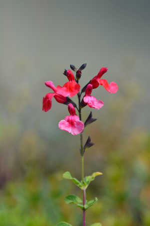 Red baby sage flowers - Latin name - Salvia microphyllaの写真素材