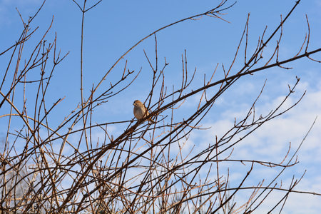 A sparrow resting on a leafless branch against the backdrop of a blue skyの写真素材