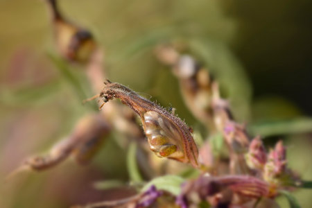 Cigar flower seed pod - Latin name - Cuphea lanceolataの写真素材