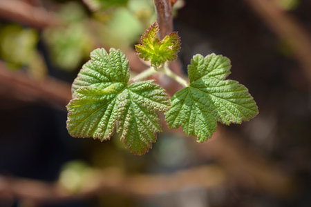Winter currant leaves - Latin name - Ribes sanguineumの写真素材