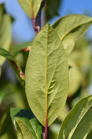 Laurel leaves - Latin name - Laurus nobilisの写真素材
