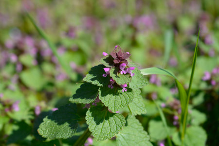 Red dead-nettle flowers - Latin name - Lamium purpureum