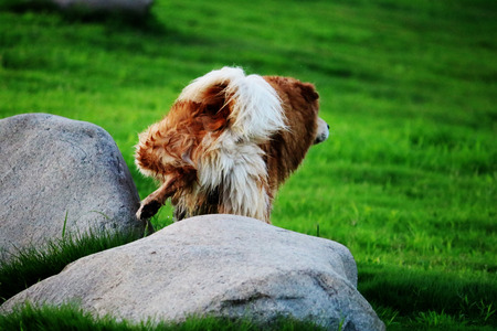A dog is doing pee in the summer while playingの写真素材