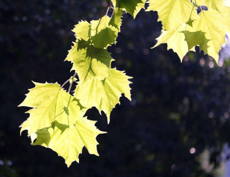 Beautiful Autumn leaves and Sunlight in the morningの写真素材