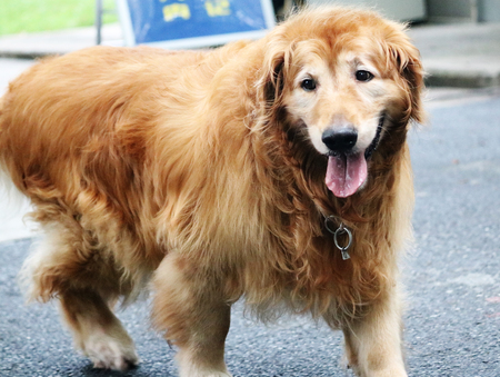 A Beautiful Dogの写真素材