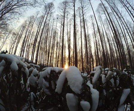 Beautiful Sunset From A Forest And Snowの写真素材