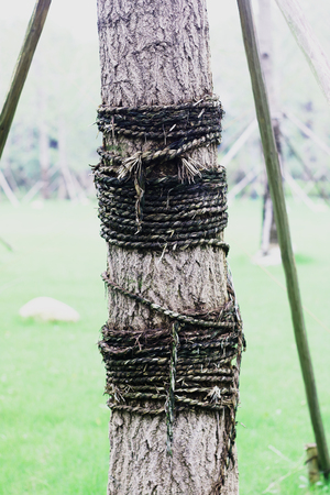 A Tree is Tied With Ropes in a Forrestの写真素材