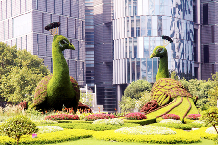Peacocks Made of Grasses at city parkの写真素材