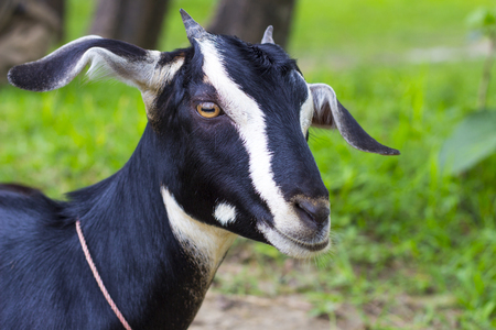 Goat with small hornの写真素材