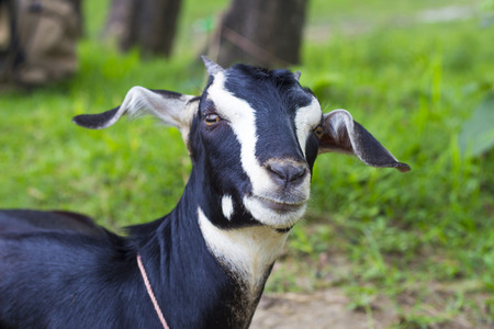 Nice Looking Goatの写真素材