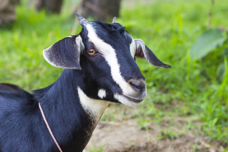 Black Goat Close Upの写真素材