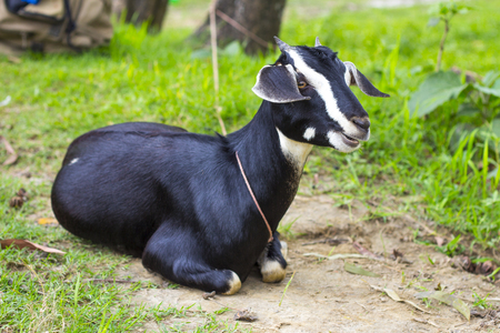 Black Goat Sitting in the Fieldの写真素材