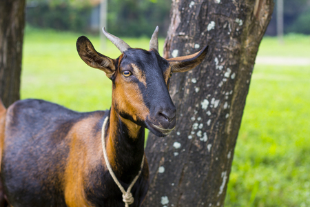 Black Brown Goatの写真素材