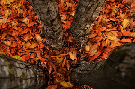 Autumnの写真素材