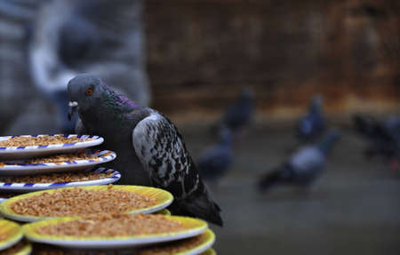 seed eating birdsの写真素材