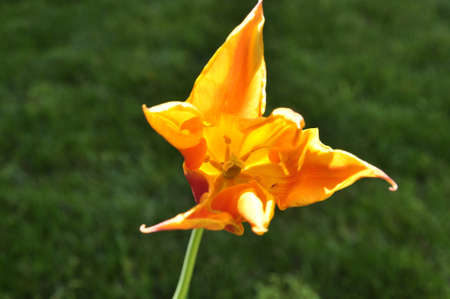 Single Flowerの写真素材