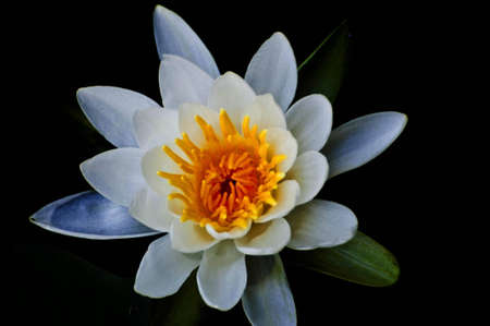 Lotusの写真素材