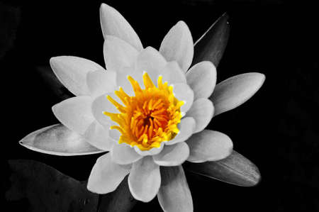 Lotusの写真素材