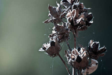 Dried flowersの写真素材