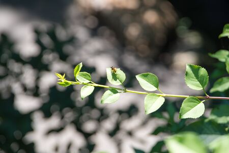Branch with leaves in a park