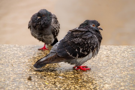 Two pigeons at the edge of a brown river in Buenos Airesの写真素材