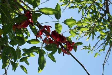 Blue sky, sun and clouds through branches, trees, leaves and flowers.の写真素材