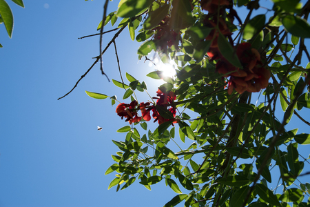 Blue sky, sun and clouds through branches, trees, leaves and flowers.の写真素材