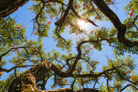 Blue sky, sun and clouds through branches, trees, leaves and flowers.の写真素材