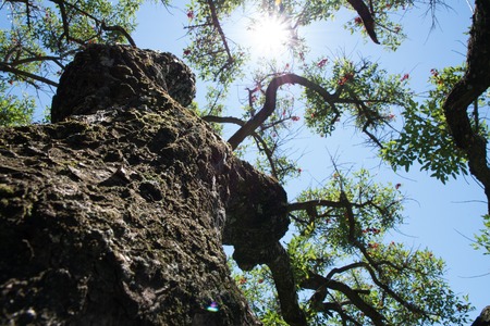 Blue sky, sun and clouds through branches, trees, leaves and flowers.の写真素材