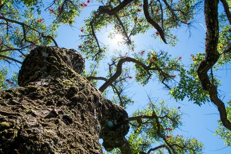 Blue sky, sun and clouds through branches, trees, leaves and flowers.の写真素材