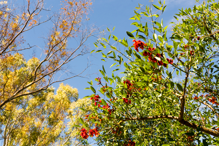 Blue sky, sun and clouds through branches, trees, leaves and flowers.の写真素材