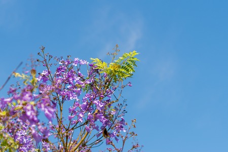 Blue sky, sun and clouds through branches, trees, leaves and flowers.の写真素材