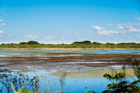 Swamp landscape in Puerto Madero, nature and waterの写真素材