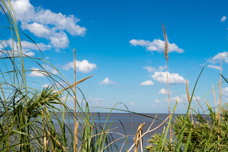 Beautiful blue sky with white clouds and Rio de La Plata horizon with vegetation in the foregroundの写真素材