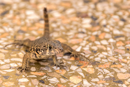 Blurred lizard standing on granite soilの写真素材