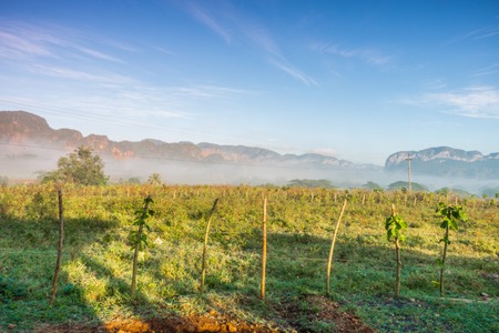 ViÃ±ales valley view in Cuba. Unreal nature with lakes, mountain, trees, wildlife. Gorgeus sky.の写真素材