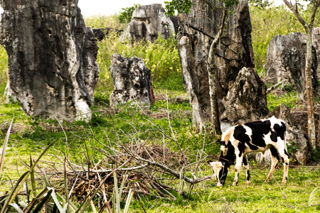 Vi ales valley view in Cuba. Unreal nature wih lakes, mountain, trees, wildlife-の写真素材