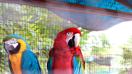Red and blue feathered parrot posing for a portrait