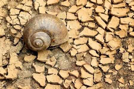 Snails died on dry soilの写真素材