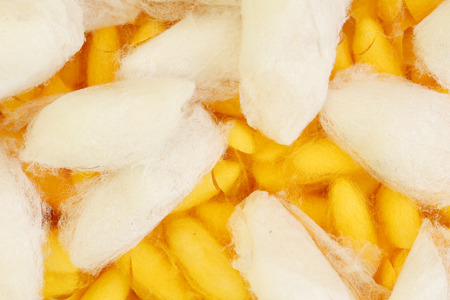 Yellow white cocoonsの写真素材