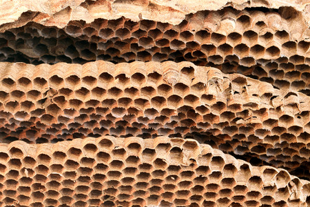 closeup old wasp honeycomb