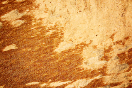 brown textured cowhideの写真素材