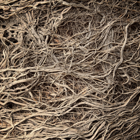 Roots of old tree without ground - organic backgroundの写真素材